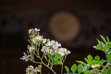暗い背景に映える清楚なノイバラの白い花とコピースペースのある自然背景素材
