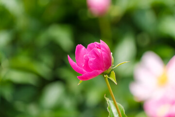 春の庭園に咲く鮮やかなピンク色の芍薬の蕾と美しいボケ味の背景