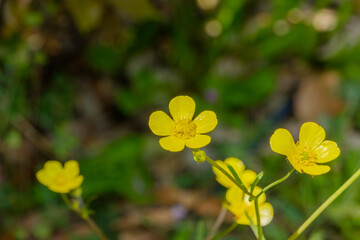 日本の野原に咲く黄色いウマノアシガタの花と緑のボケ背景の自然素材