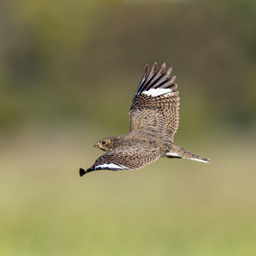nighthawk bird in flight