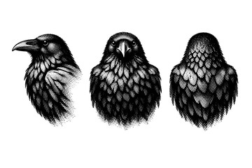 Fototapeta premium Common raven torso A realistic common raven torso with compact body mass and layered feather volume, presented in three views focusing on proportions and form.