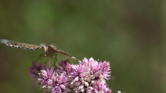 Cinematic 4K macro footage capturing the intricate details, texture of scales, and defensive eyespot patterns on the wings of a beautiful butterfly resting in its natural tropical habitat.