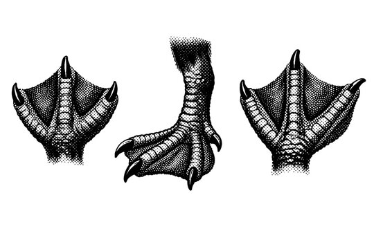 Atlantic puffin foot An Atlantic puffin foot with webbed toes, scaled texture, and strong claw structure, shown in three orientations to highlight anatomy and