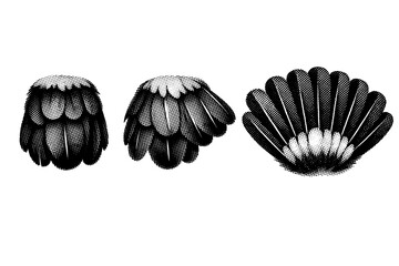 Fototapeta premium Toucan tail feathers with short rounded shape shown closed, slightly fanned, and fully fanned positions with accurate feather layering. Black and white dot