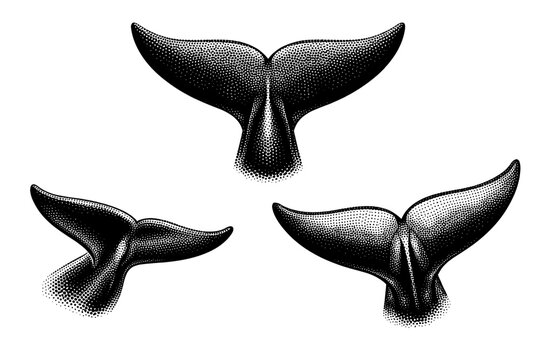Bottlenose dolphin tail fluke A realistic bottlenose dolphin tail fluke shown as one object in three different angles emphasizing symmetry, edge shape, and