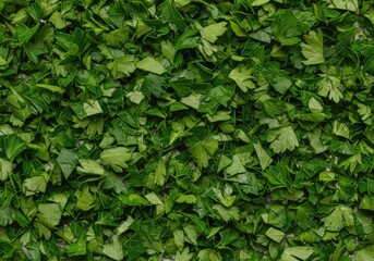 Obraz premium Close-up view of fresh green chopped parsley spread out evenly across a surface, creating a vibrant culinary background texture ,greens ,parsley ,organic