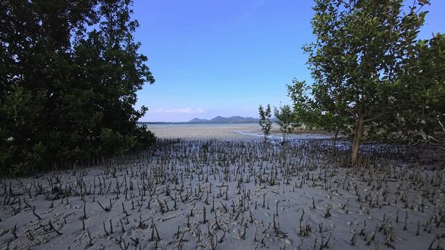 Mangrove trees and aerial roots across exposed tidal mudflat in Thailand