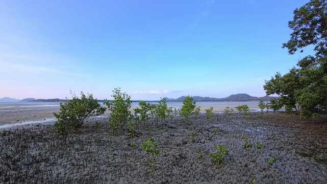 Young mangrove trees growing across coastal mudflat with distant hills in Thailand
