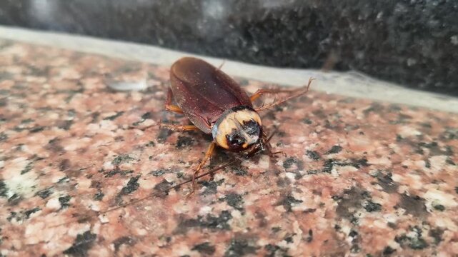 A large brown cockroach on a granite surface. These resilient insects are common household pests often found in kitchens and dark, humid areas. Its&nbsp;paraphyletic&nbsp;group of&nbsp;insects&nbsp;belonging to&nbsp;Blattodea