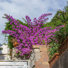 Vibrant purple bougainvillea flowers cascading over a stone wall with a clear blue sky and lush...