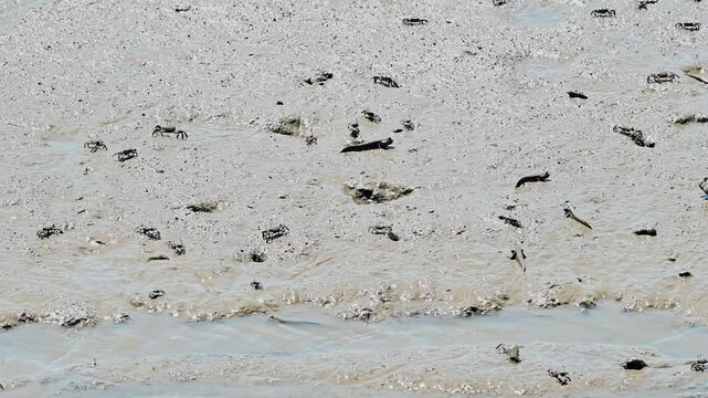 有明海に生きるカニたちの群像
「静寂の干潟風景：無数のカニが活動する長部田海床路の干潮時」
熊本県宇土市(長部田海床路)
A group of crabs living in the Ariake Sea
"A silent tidal flat landscape: Countless crabs active at low tide on the Nagabeda Seabed Road"