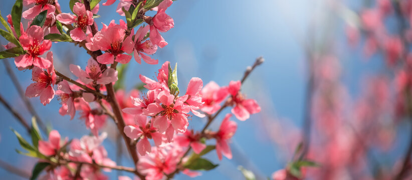 Blossoming peach branch against blue sky in sunlight, selective focus. Beautiful floral spring art background. Pink peach blossoms. Banner