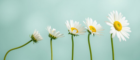 Daisy flower white yellow green stem nature growth bloom pastel background uplifting mood spring summer closeup macro fresh delicate petal botany