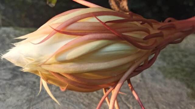 A dragon fruit plant shows its flower bud before blooming, highlighting the early stage of the large nocturnal blossom that later develops into the well-known tropical fruit.