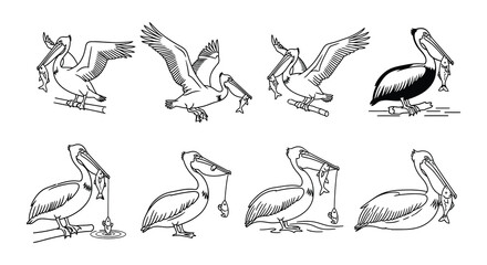 Fototapeta premium Line art illustration displaying various pelican poses and behaviors