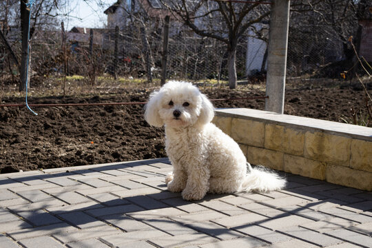 A small white fluffy dog sitting on grey outdoor tiles, looking directly at the camera in a bright garden