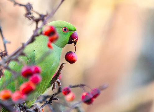 ring-necked parakeet