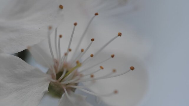 Extreme close-up of delicate white flower stamens and pollen.&nbsp;