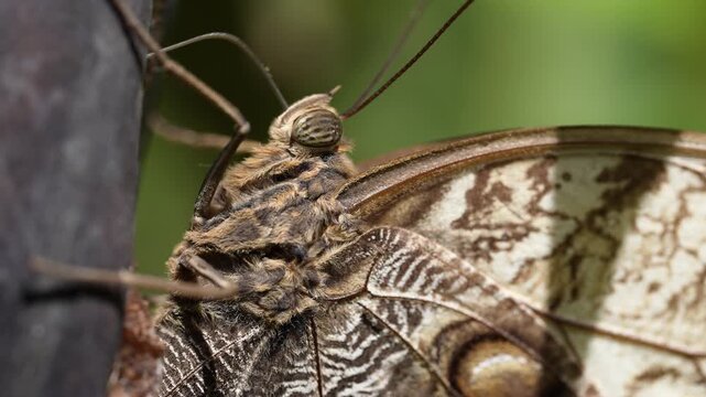 Cinematic 4K macro footage capturing the intricate details, texture of scales, and defensive eyespot patterns on the wings of a beautiful butterfly resting in its natural tropical habitat.