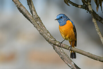 Obraz premium Blue-fronted redstart