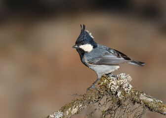 Rufous-vented tit © kamalharimenon