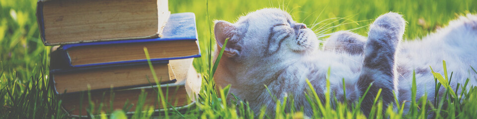 Fanny cat lying on the back on the grass near pile of old books. Cat enjoying life