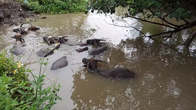 Several black Water Buffalo's cool themselves while bathing in a river, a common rural scene reflecting traditional livestock behavior in tropical farming areas.