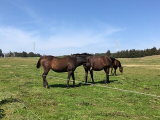 Obraz premium horses in the field