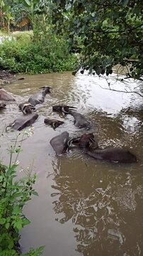 Several black Water Buffalo's cool themselves while bathing in a river, a common rural scene reflecting traditional livestock behavior in tropical farming areas.