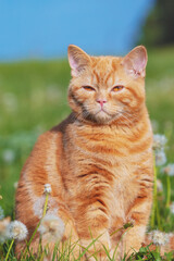 Obraz premium Portrait of a little kitten in the dandelion field among blowballs. Cat enjoying spring