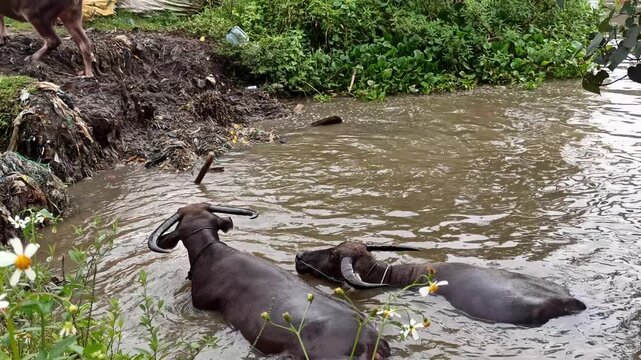 Several black Water Buffalo's cool themselves while bathing in a river, a common rural scene reflecting traditional livestock behavior in tropical farming areas.