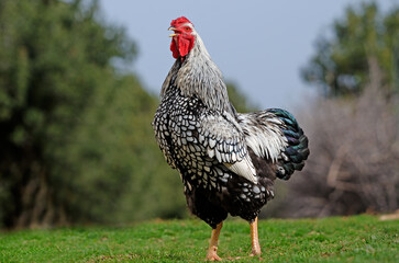 silver wyandotte cockerel © iberoz