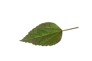 Fototapeta premium Close up of paper flower leaves isolated on white background. Tropical foliage concept. Copy space for text. For graphic design, 3D rendering and banners