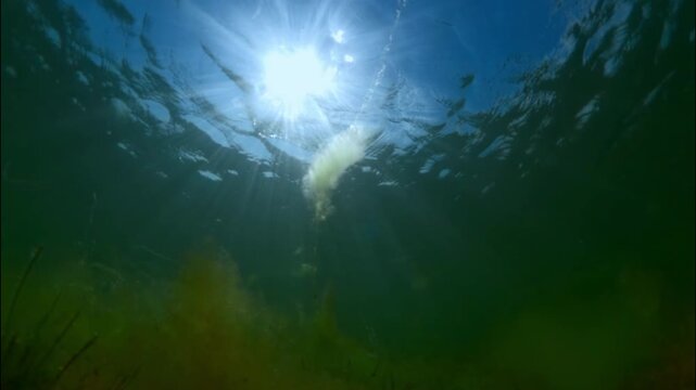 Camera moving forwards through Dwarf eelgrass (Zostera noltii) covered with fluffy green algae against a blue sky background on a bright sunny day with the sun backlit (Contre-jour) Slow motion