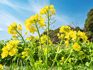 青空へ伸びる菜の花、陽光に輝く春の躍動感