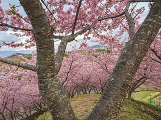 春風に誘われて。丘を染め上げる満開の河津桜
