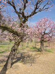 青空に映える梅林、春光に包まれた憩いの風景