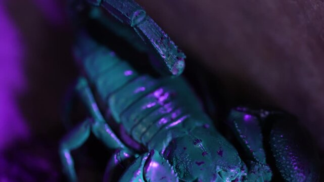 inematic 4K extreme close-up video of a wild scorpion exhibiting striking cyan fluorescence under ultraviolet light in the dark. Detailed macro nature videography showcasing the arachnid's glowing exo