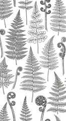 Vintage Botanical Illustration of Various Fern Species.