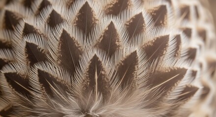 Close up macro shot of a succulent plants textured leaves.