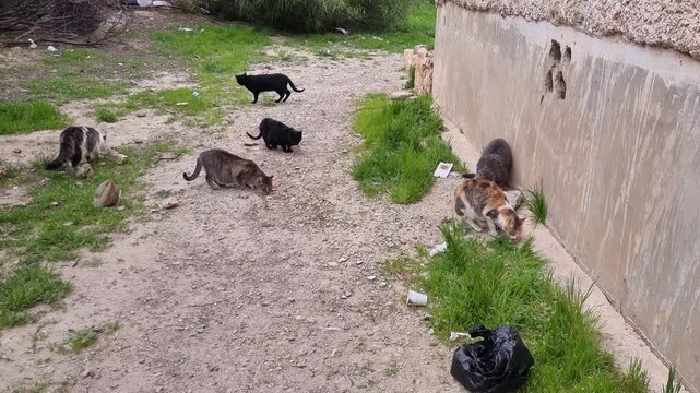 Street Cats Gathering Eating Outdoors
