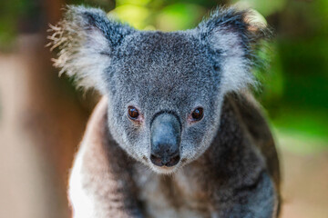 Closeup of a koala bear facing forward; native Australian wildlife; marsupial animal in the wild