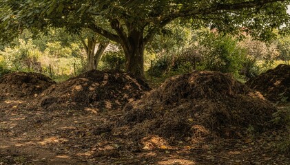 Obraz premium Medium shot of shaded compost curing zone with older piles resting under tree cover showcasing natural decomposition in a cool protected environment.