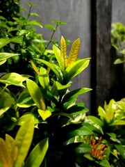 Obraz premium Beautiful green leaves for background and illustration picture.