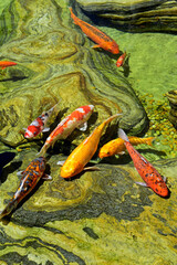 Koi carps swimming in pond in Brasilia, Federal Distric, Brazil
