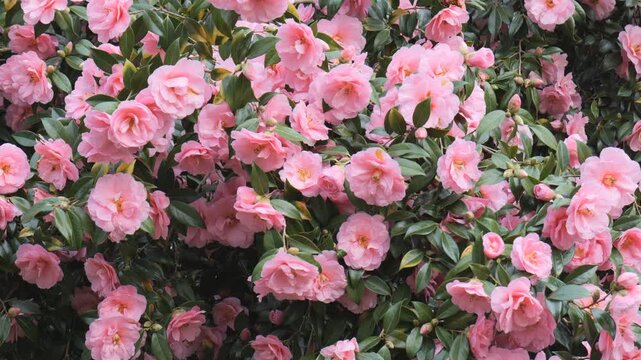 Bush of vibrant pink camellia flowers with dark green leaves.&nbsp;