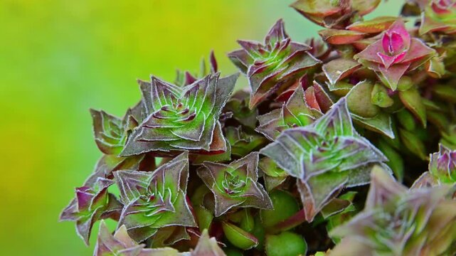 Succulent plant with small fleshy leaves, Crassula corymbulosa in a botanical collection, close-up