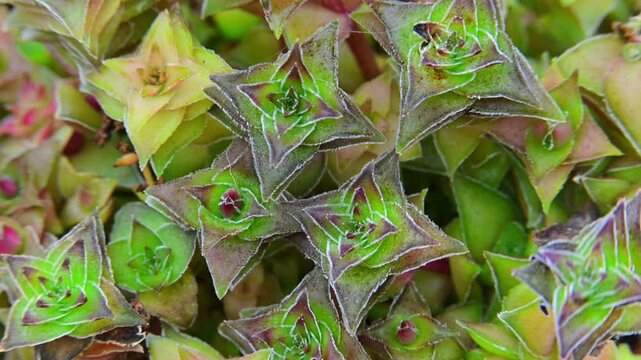 Succulent plant with small fleshy leaves, Crassula corymbulosa in a botanical collection, close-up