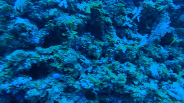 Overlooked down onto the valley of coral reefs with school of Redcheek Anthias the Green Anthias or Threadfin Anthias and various coral while scuba diving in the deep ocean sea salt water underwater w