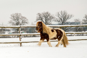 elias walpot photographie